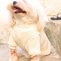 Krem Köpek Kazak