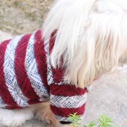 Bordo Köpek Kazak