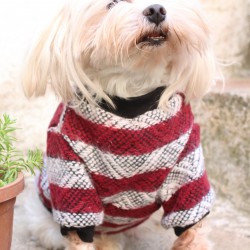 Bordo Köpek Kazak