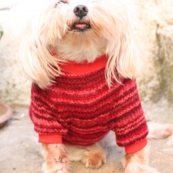 KIRMIZI Köpek Kazak
